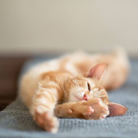Retro Mature Sleeps